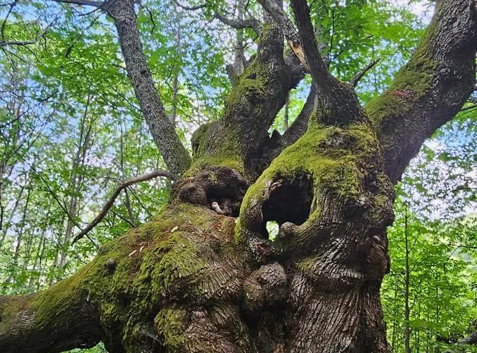El Nido, Casas del Castanar